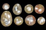 Lot - to Polished Goniatite Fossils - Pieces #138061-1